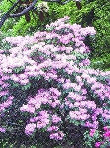 Pink rhododendrons among the magnolias.
