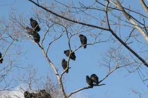 A wake of vultures roosts in the branches of a tree near the Chuckatuck home of Catherine Jones. Jones says the size of the group has exploded during the past year. The black vulture of Virginia is the subject of SB 37, which would allow the VIrginia Department of Game and Inland Fisheries to make deals with farmers and government agencies to control the bird's population. The matter is before the House of Delegates.