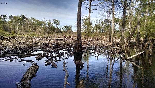 Logging in the Assamoosic Swamp from a few years ago has blocked the creek for the foreseeable future, according to Riverkeeper Jeff Turner. He also believes this is the source for many log jams. -- Submitted | Jeff Turner