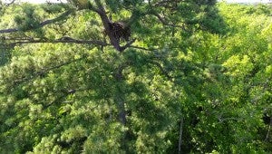 The new DJI Phantom 4 drone ascended to view a nest of eagles in the Cherry Grove area of the Blackwater River.