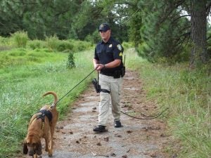 Isle of Wight K9 team Jason Deputy Brinkley and Bella, a bloodhound, train on tracking. -- Submitted | C. B. Nurney