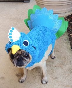 Sweet Pea Cowles is pretty as a peacock for Halloween. She won't be at the parade, unfortunately, but your pet can be there this morning at 11 by the gazebo on Duke Street in Windsor. -- Stephen H. Cowles | Tidewater News