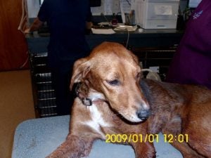 Southampton Animal Control is looking for the owner of this dog. The animal was injured by gunfire in its left front paw, which had to be amputated. The agency is also looking for whoever fired the shot.