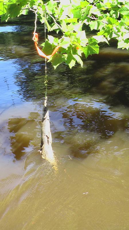 Riverkeeper report: Limb lines killing wildlife - The Tidewater News