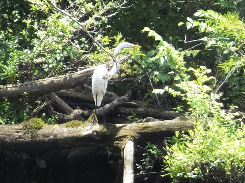 great egret on the nottoway river