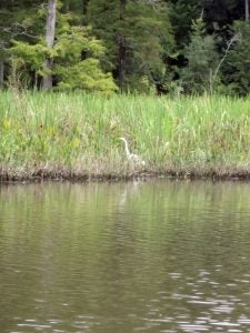 egret on gray's creek